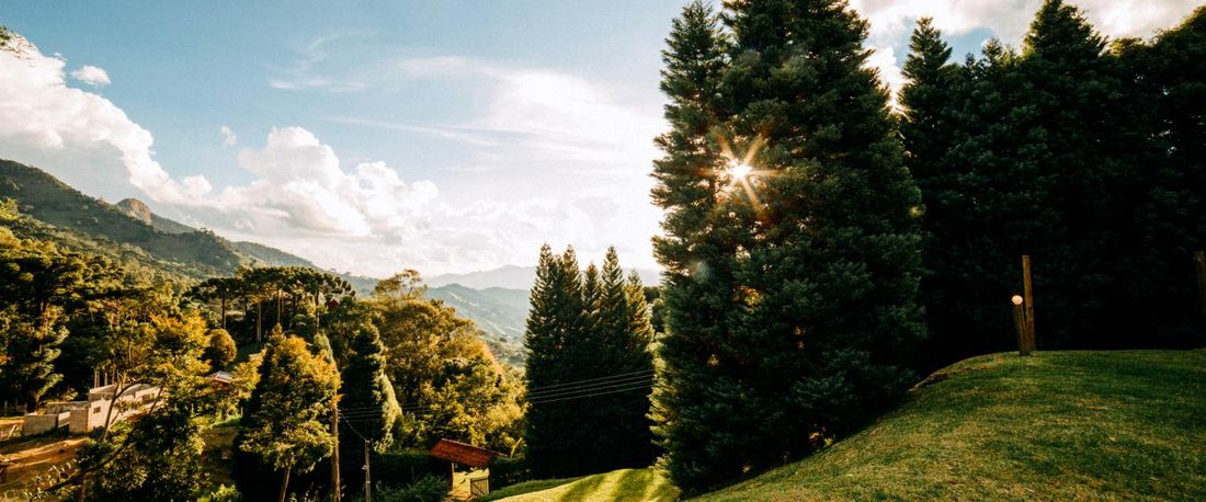 Sunlight through pines over a green summer hillside